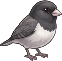 Dark-eyed Junco illustration
