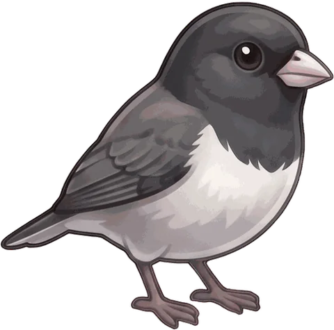 Dark-eyed Junco illustration
