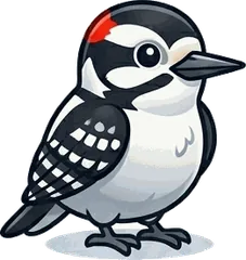Downy Woodpecker illustration