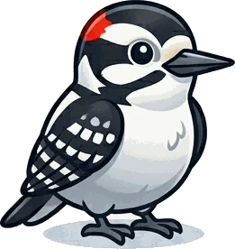 Downy Woodpecker illustration