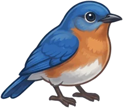 Eastern Bluebird illustration