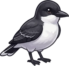 Eastern Kingbird illustration
