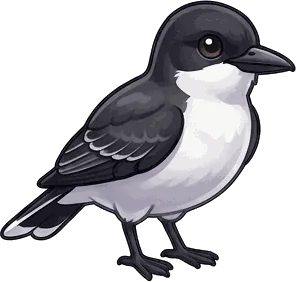 Eastern Kingbird illustration