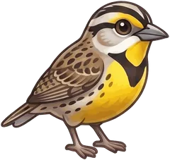 Eastern Meadowlark illustration
