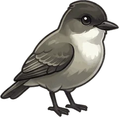 Eastern Phoebe illustration