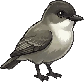 Eastern Phoebe illustration