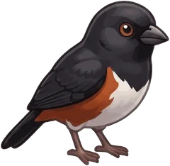 Eastern Towhee illustration