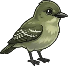 Eastern Wood-Pewee illustration
