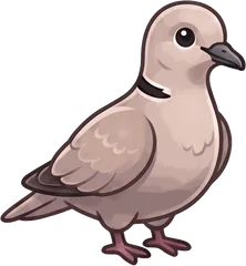 Eurasian Collared-Dove illustration