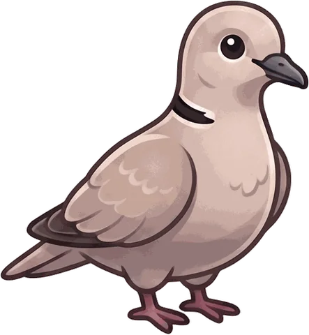 Eurasian Collared-Dove illustration