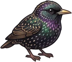 European Starling illustration