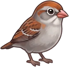 Field Sparrow illustration