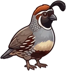 Gambel's Quail illustration