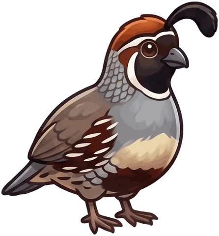 Gambel's Quail illustration