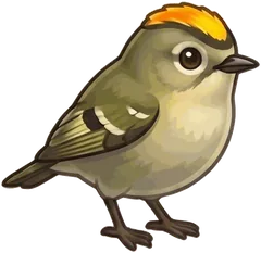 Golden-crowned Kinglet illustration