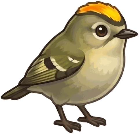 Golden-crowned Kinglet illustration