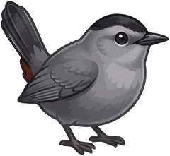 Gray Catbird illustration
