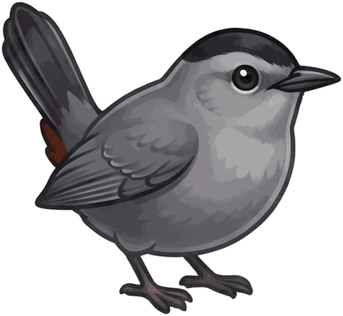 Gray Catbird illustration