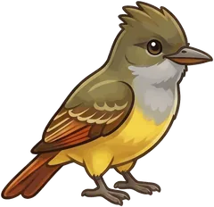 Great Crested Flycatcher illustration