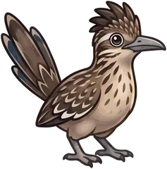 Greater Roadrunner illustration