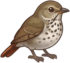 Hermit Thrush illustration