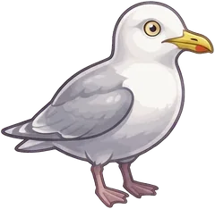 Herring Gull illustration