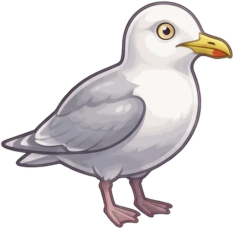 Herring Gull illustration