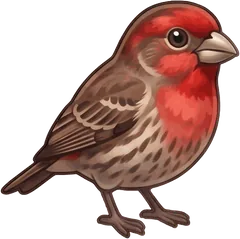 House Finch illustration