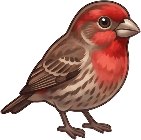 House Finch illustration