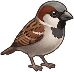 House Sparrow illustration