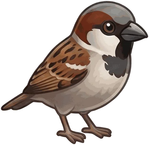 House Sparrow illustration