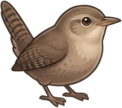 House Wren illustration