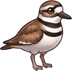 Killdeer illustration