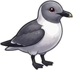 Laughing Gull illustration