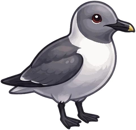 Laughing Gull illustration
