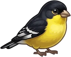 Lesser Goldfinch illustration
