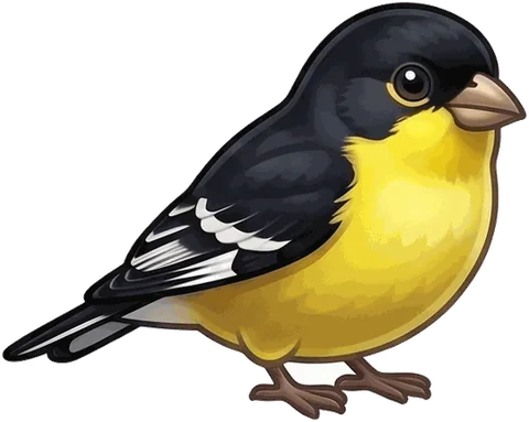 Lesser Goldfinch illustration
