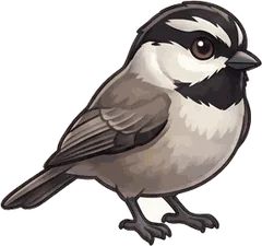 Mountain Chickadee illustration