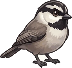 Mountain Chickadee illustration