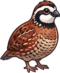 Northern Bobwhite illustration