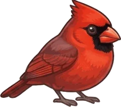 Northern Cardinal illustration