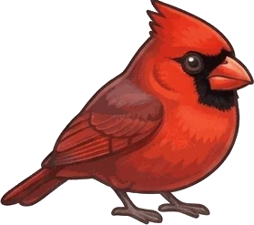 Northern Cardinal illustration