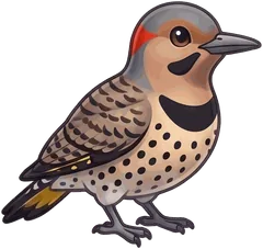 Northern Flicker illustration