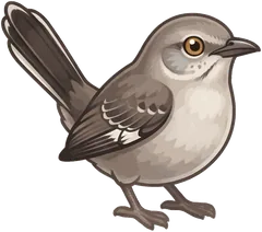 Northern Mockingbird illustration