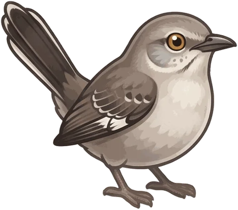 Northern Mockingbird illustration