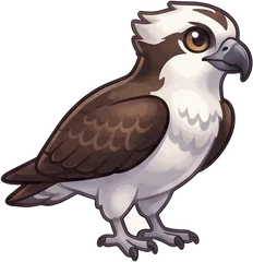 Osprey illustration