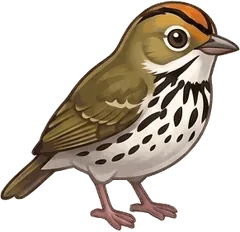 Ovenbird illustration