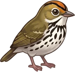 Ovenbird illustration