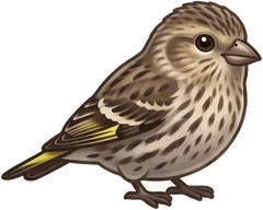 Pine Siskin illustration