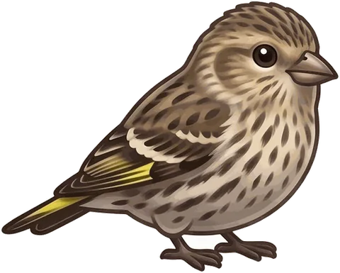 Pine Siskin illustration